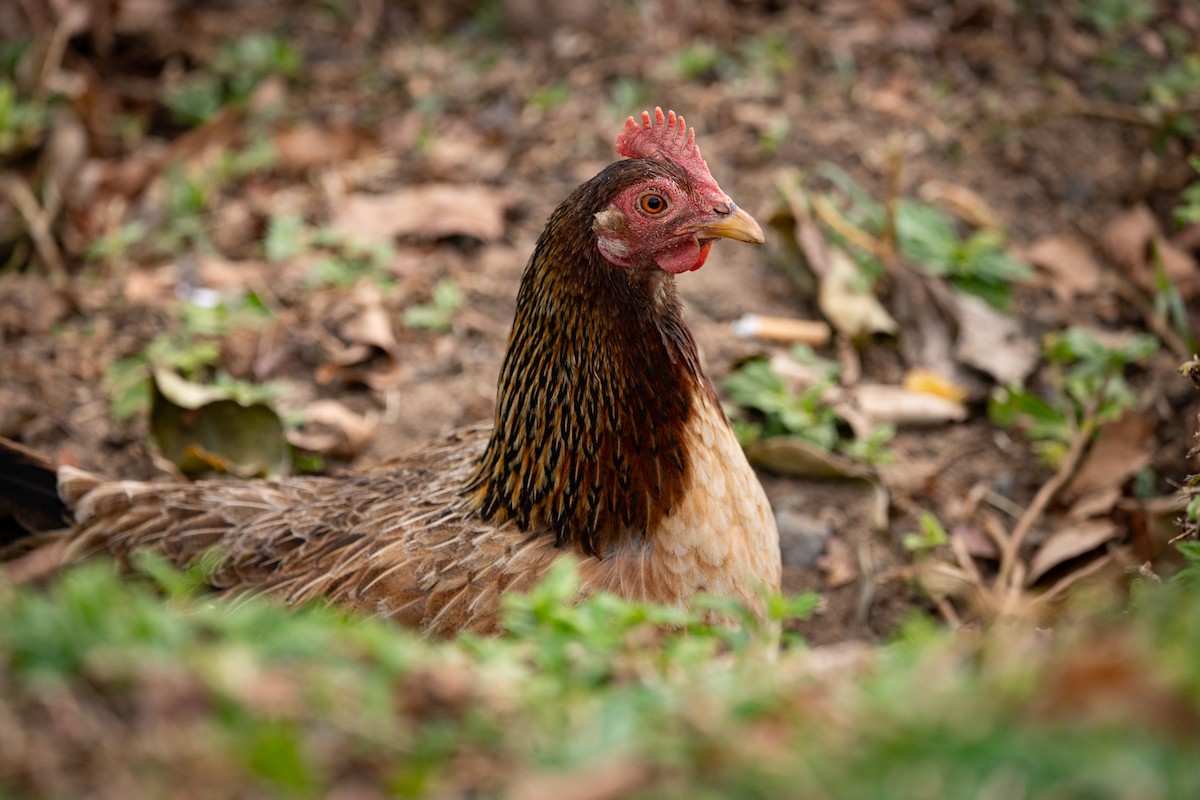 Банкивский петух (Одомашенного вида) - ML620127087