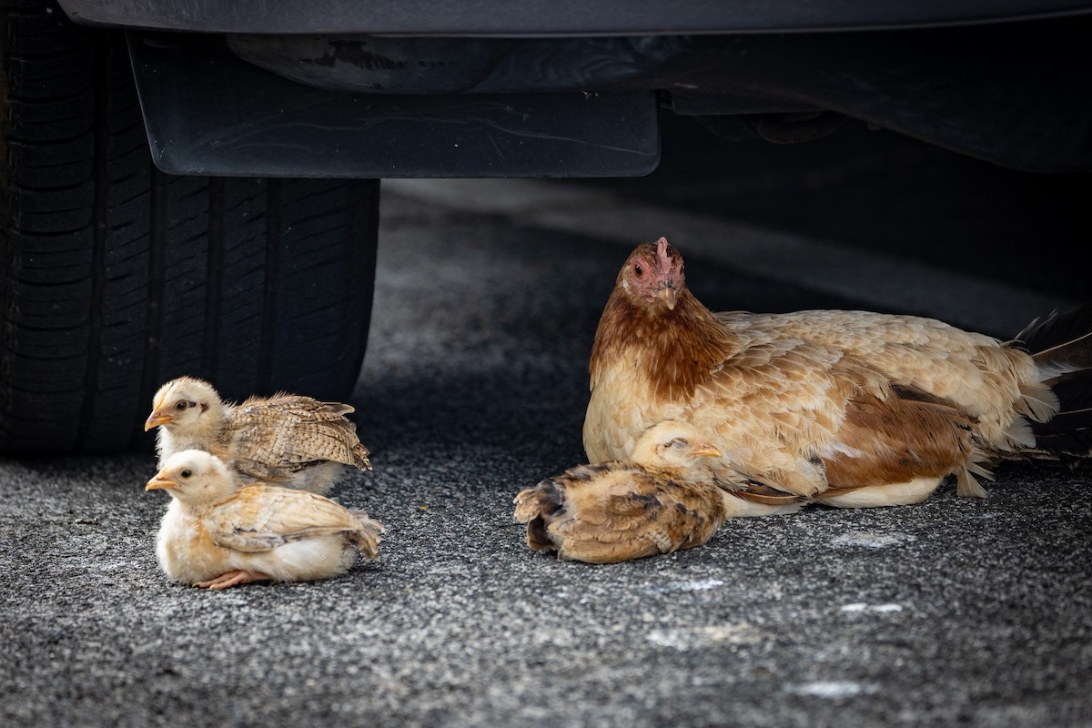 Тэжээмэл тахиа - ML620127088