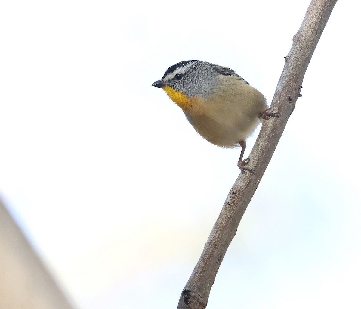 Spotted Pardalote - ML620127102