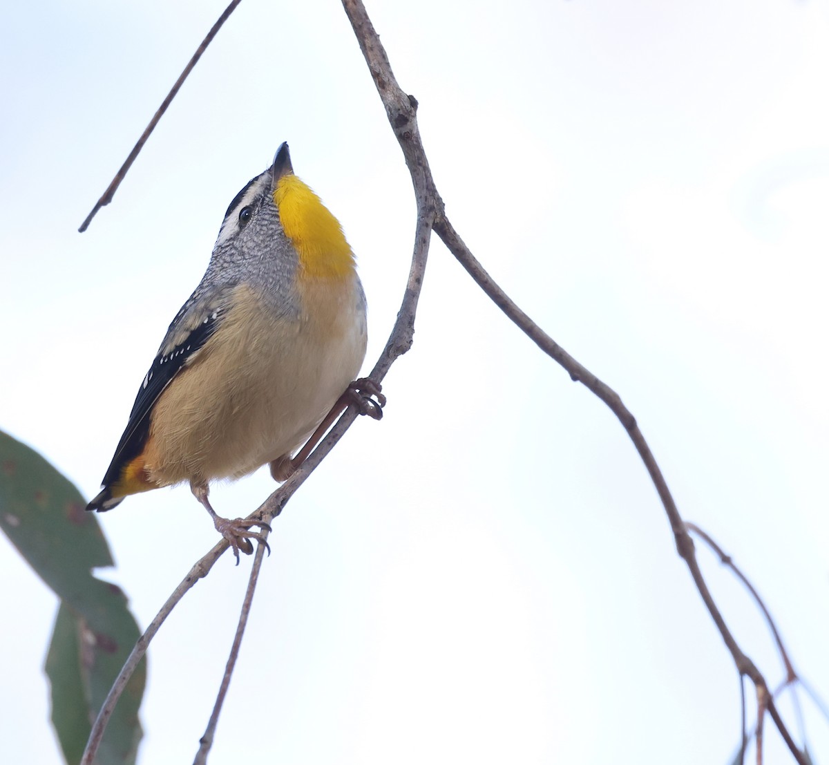 Spotted Pardalote - ML620127103