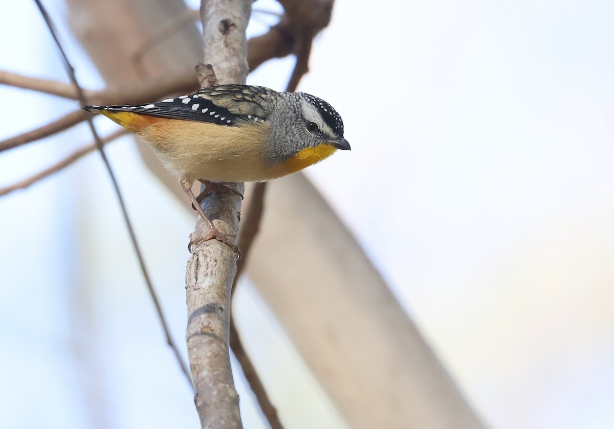 Spotted Pardalote - ML620127104