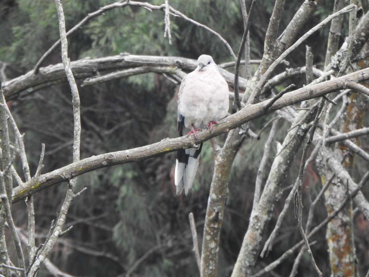 Spotted Dove - ML620127106