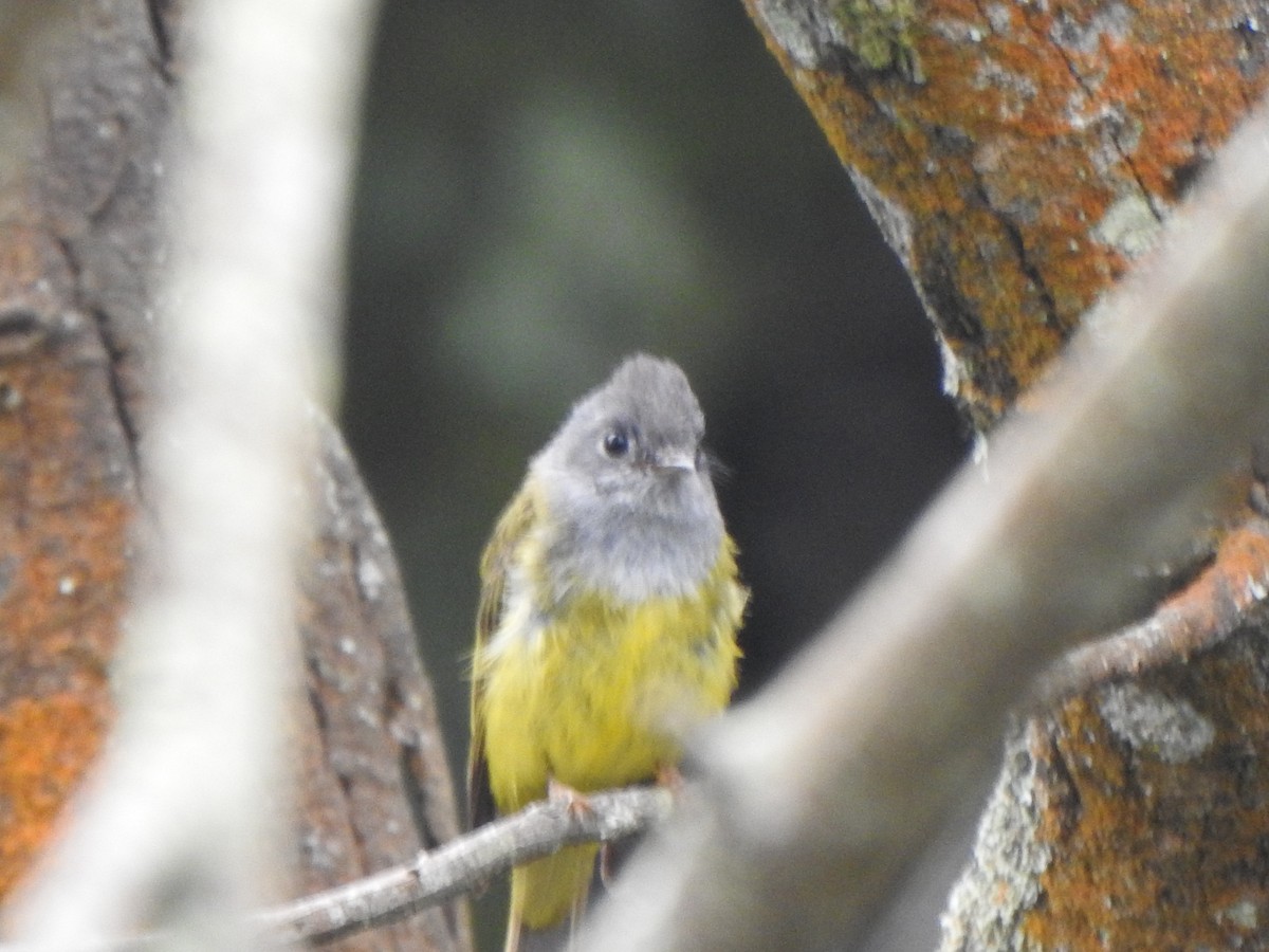 Gray-headed Canary-Flycatcher - ML620127124