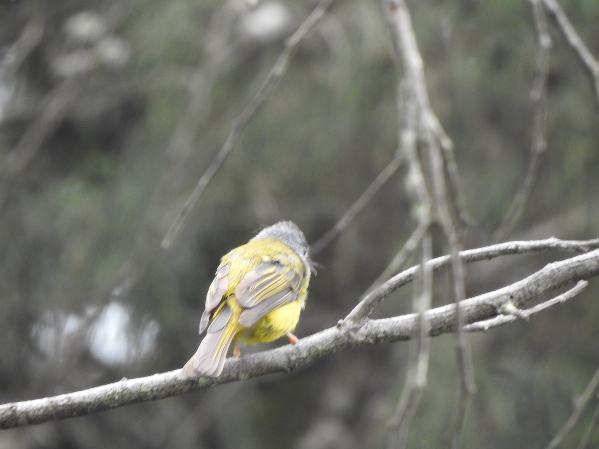Gray-headed Canary-Flycatcher - ML620127125