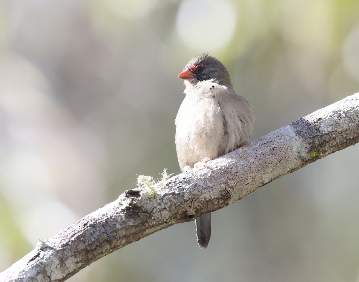 Red-browed Firetail - ML620127131