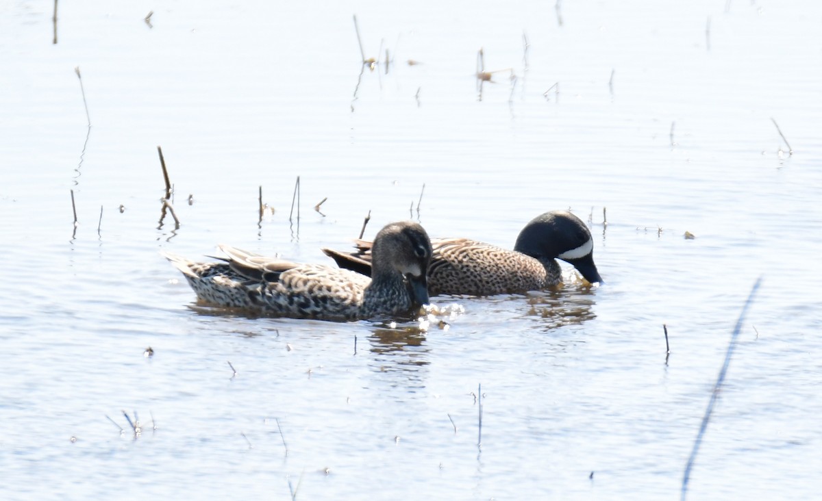 Blue-winged Teal - ML620127139