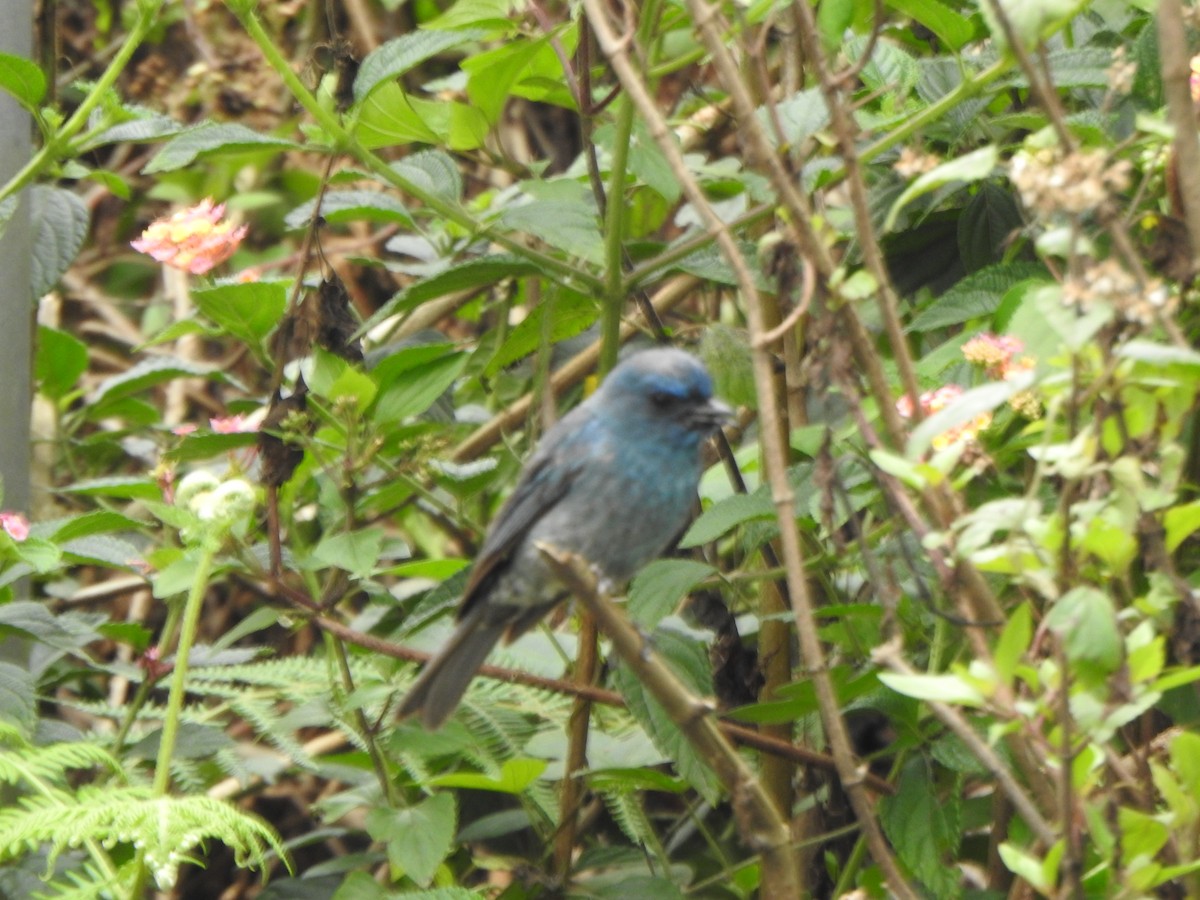 Nilgiri Flycatcher - ML620127141