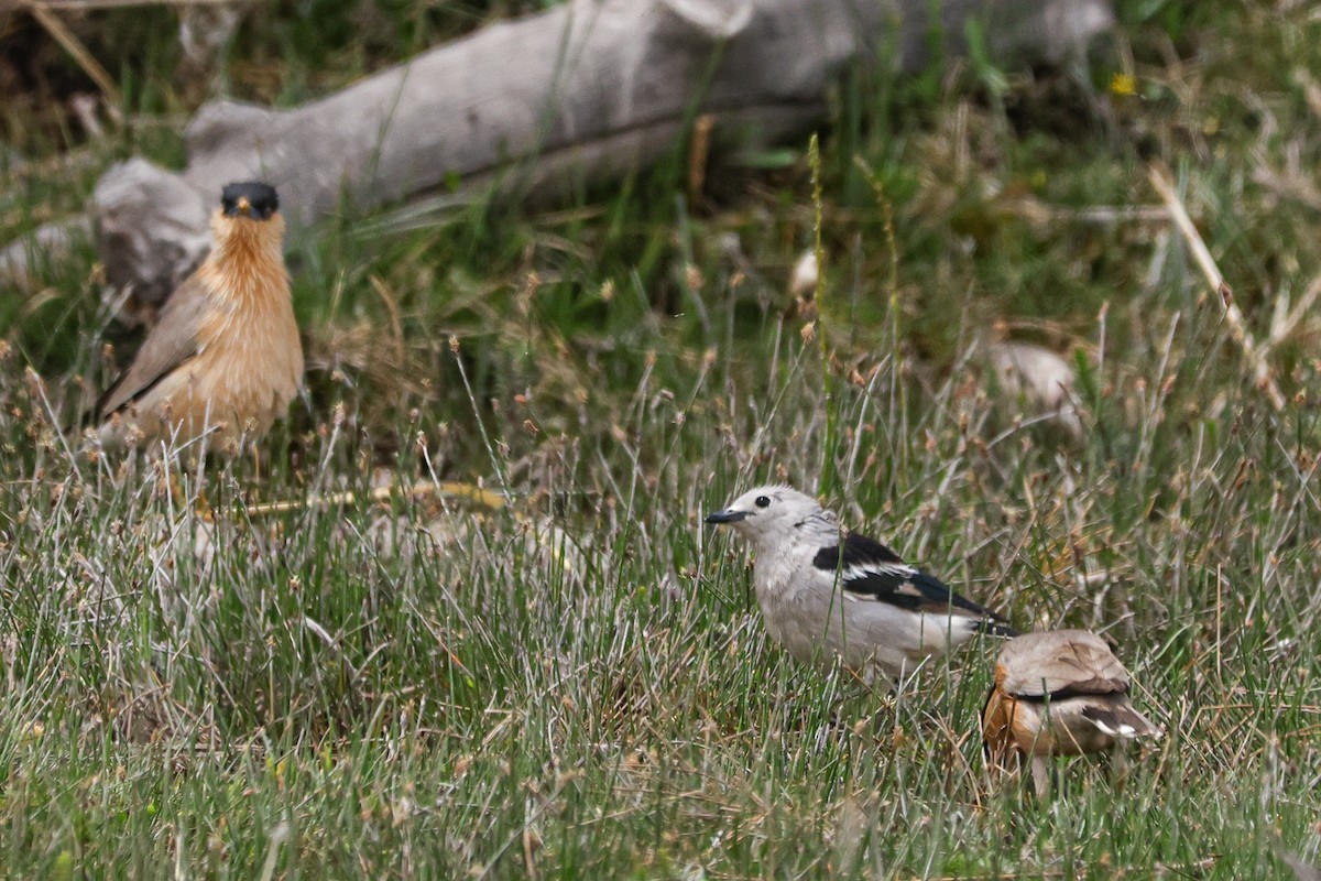 Daurian Starling - ML620127208