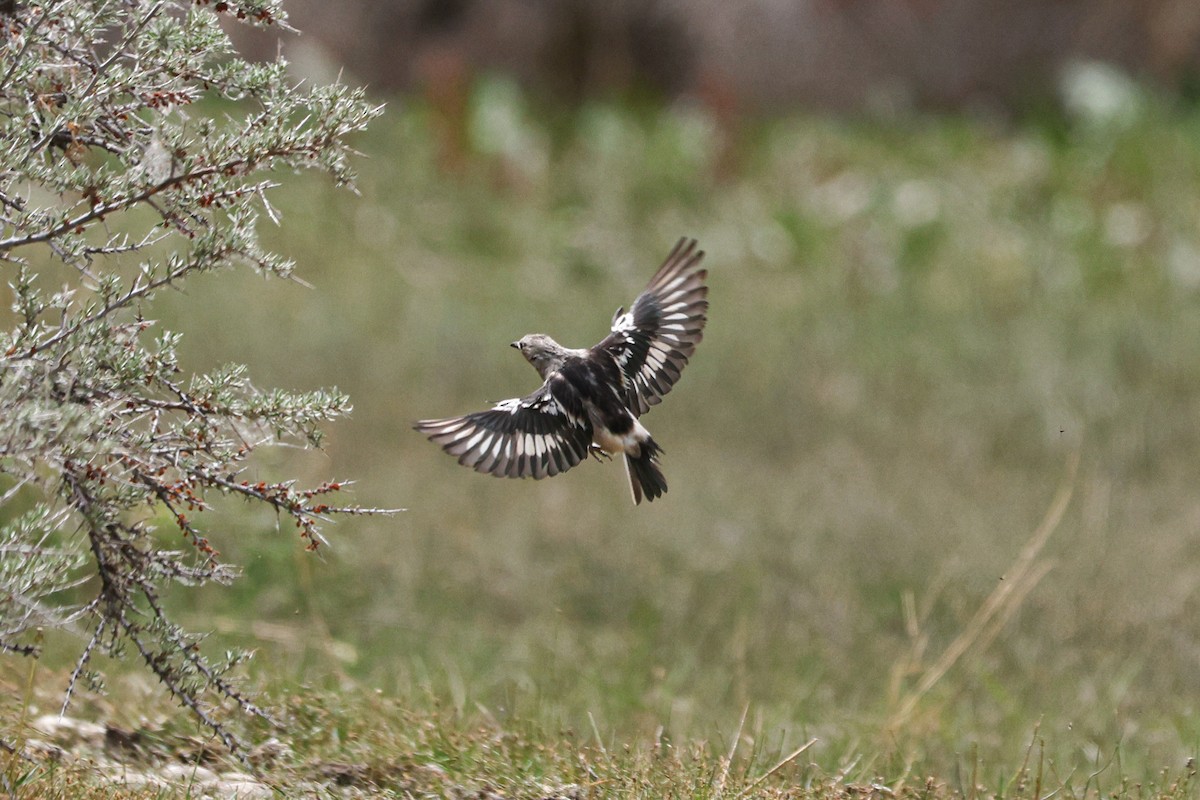 Daurian Starling - ML620127209