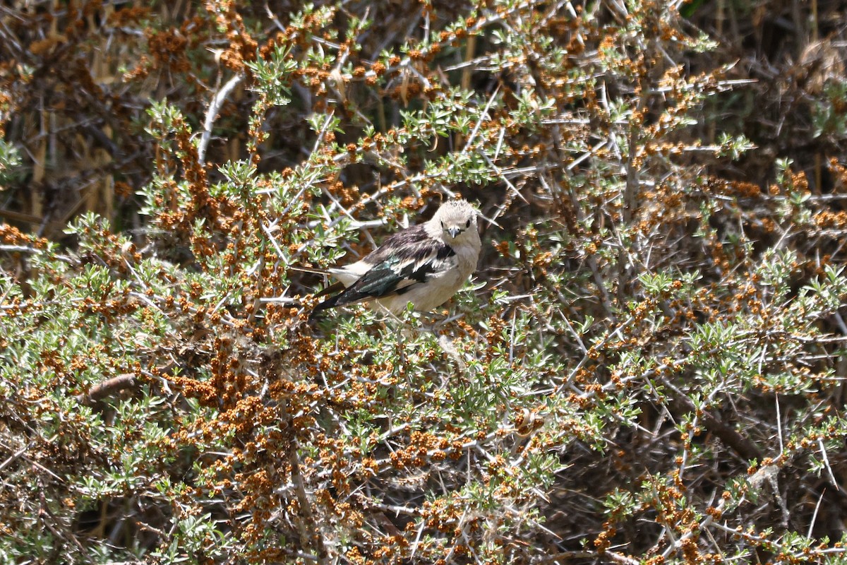 Daurian Starling - ML620127210