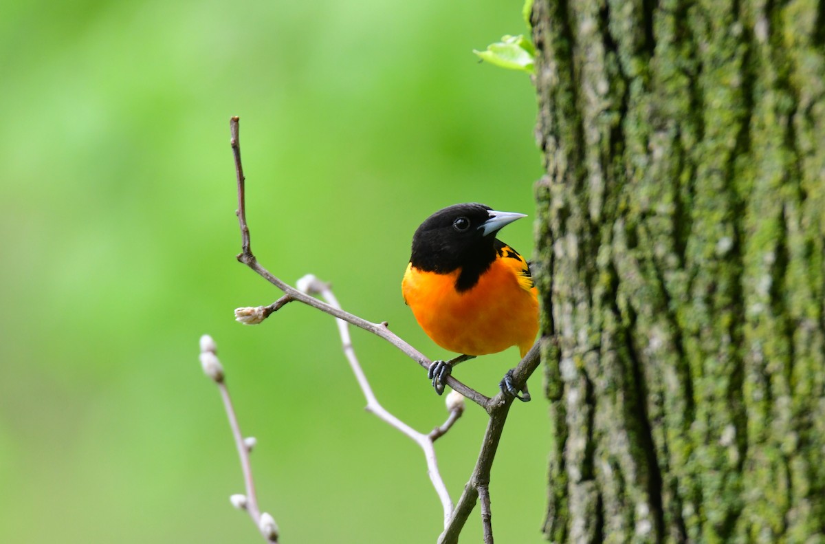 Baltimore Oriole - Chaiby Leiman