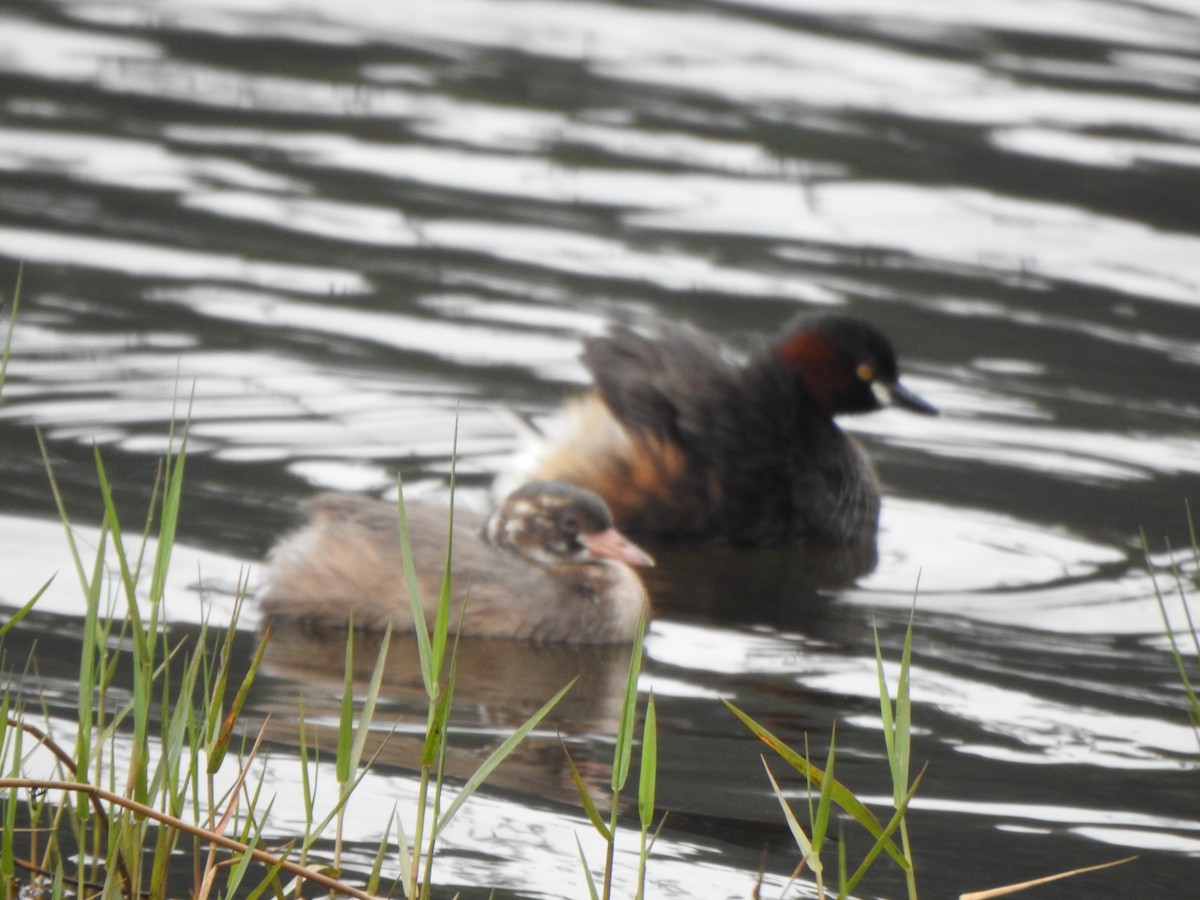 Little Grebe - ML620127236