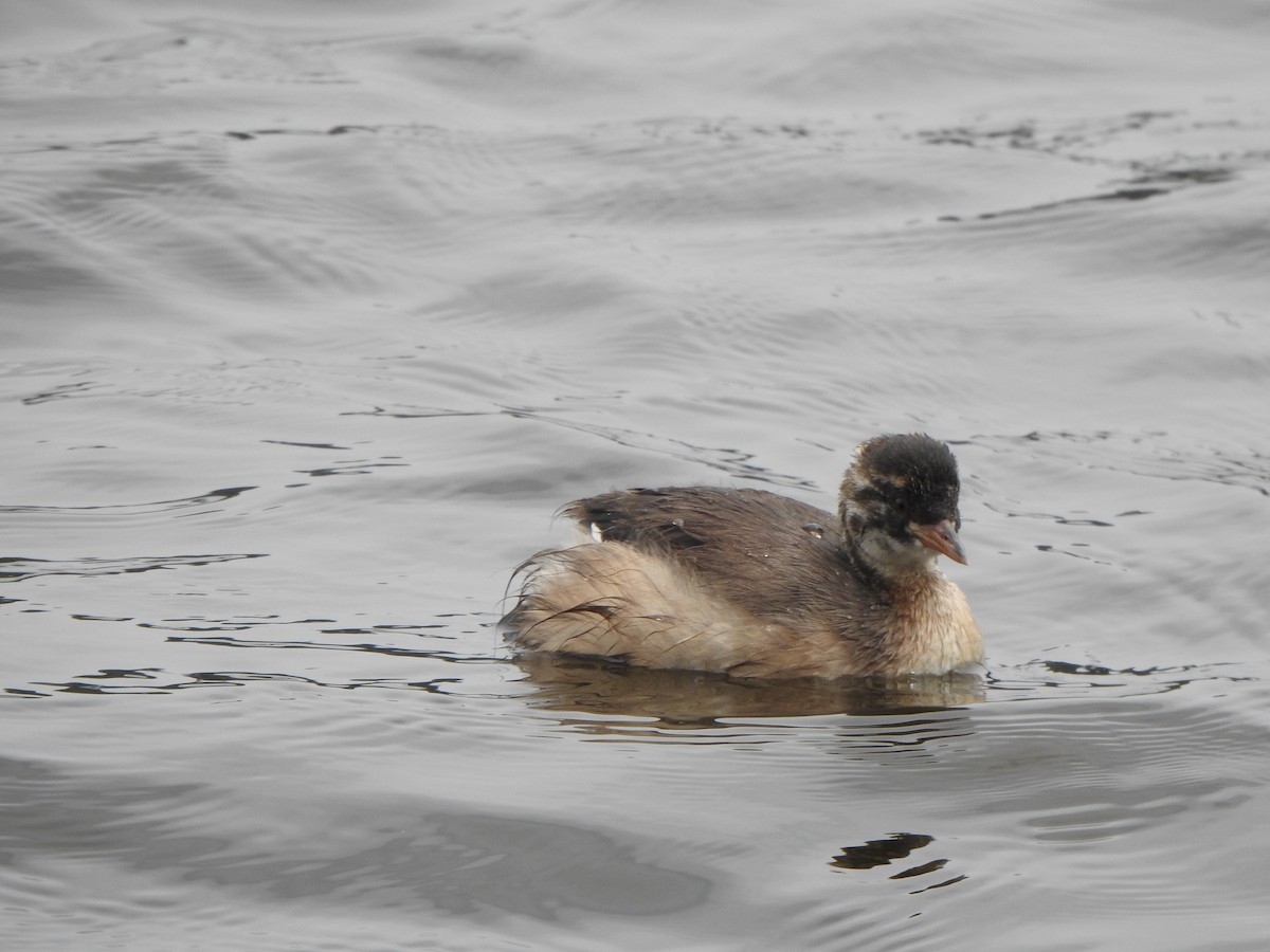 Little Grebe - ML620127238