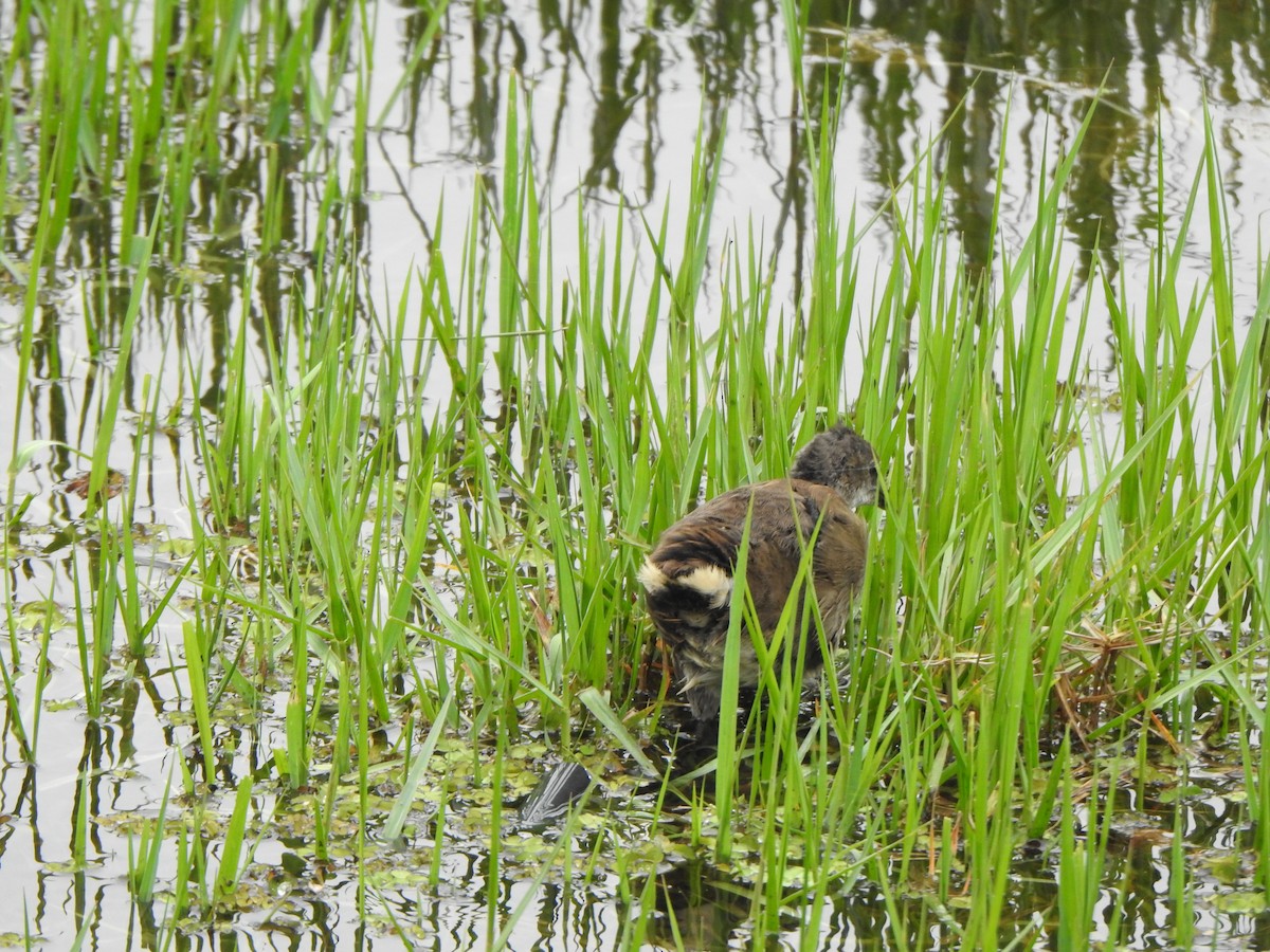 White-breasted Waterhen - ML620127245