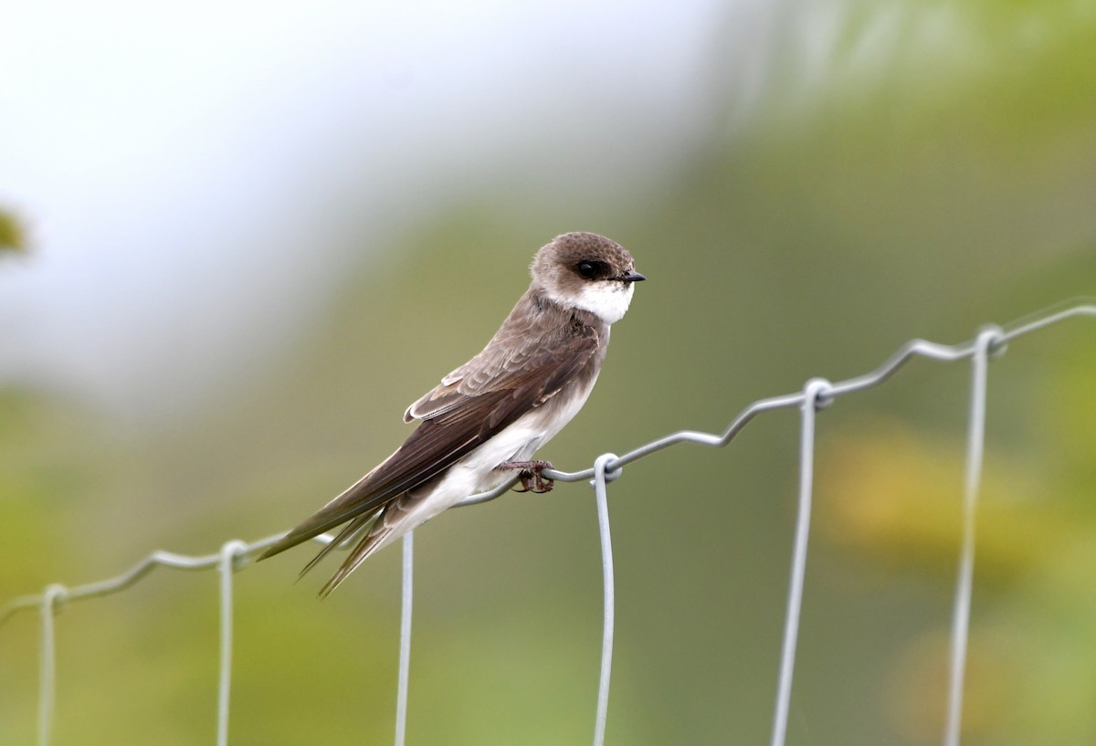 Bank Swallow - ML620127251