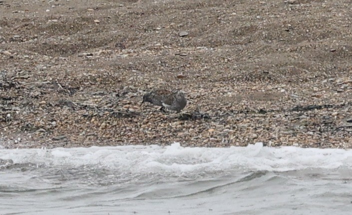 Great Knot - ML620127260