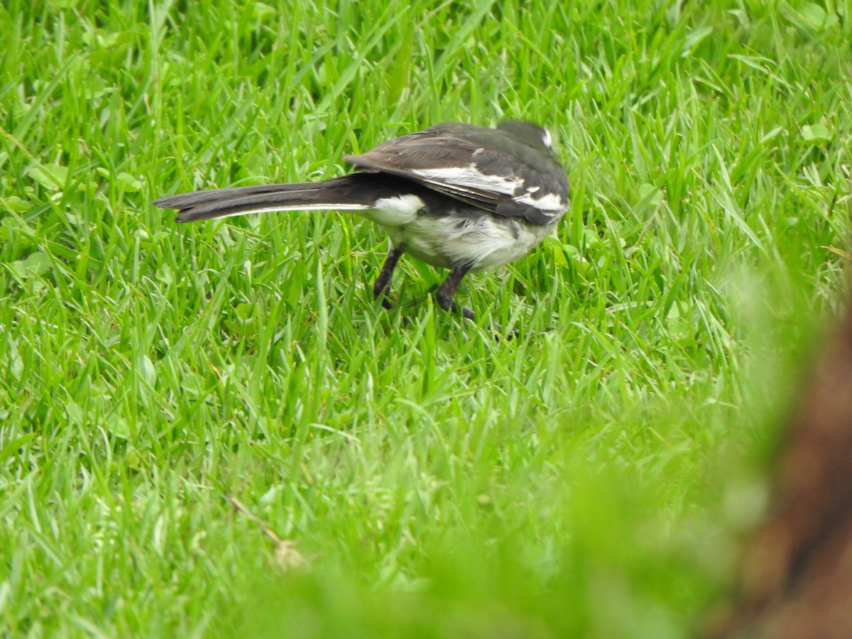 White-browed Wagtail - ML620127264