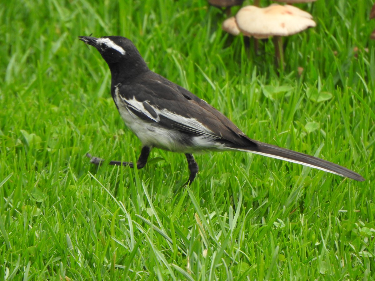 White-browed Wagtail - ML620127265