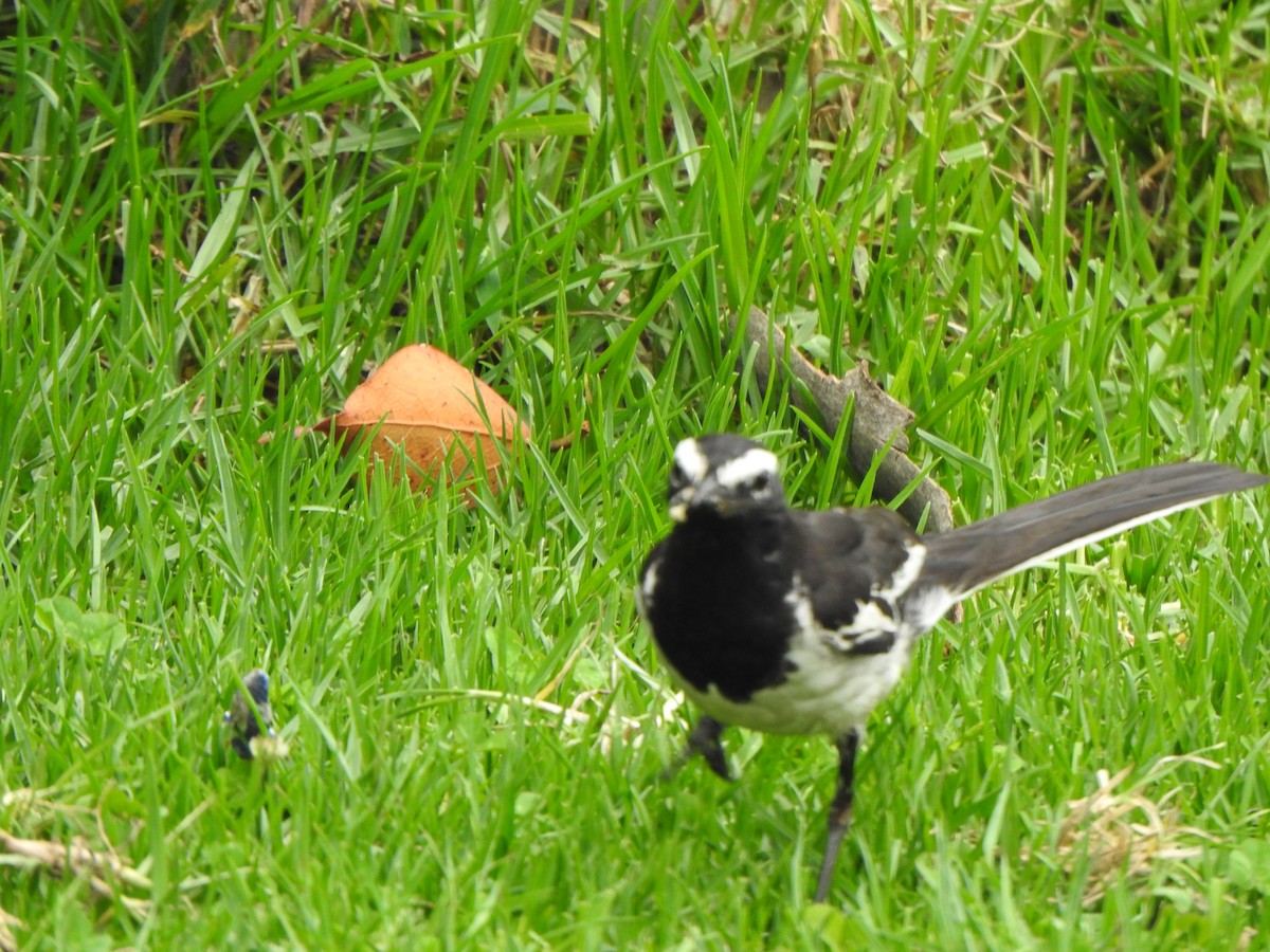 White-browed Wagtail - ML620127266