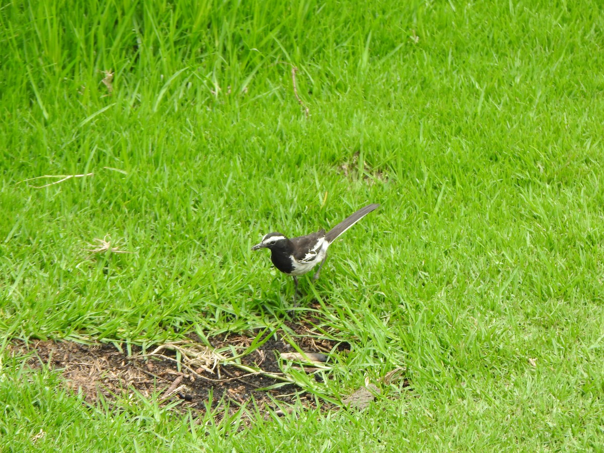 White-browed Wagtail - ML620127271