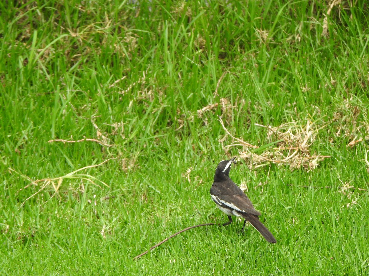 White-browed Wagtail - ML620127272