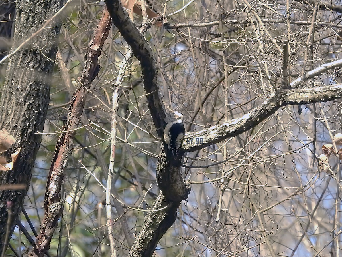 Gray-capped Pygmy Woodpecker - ML620127273