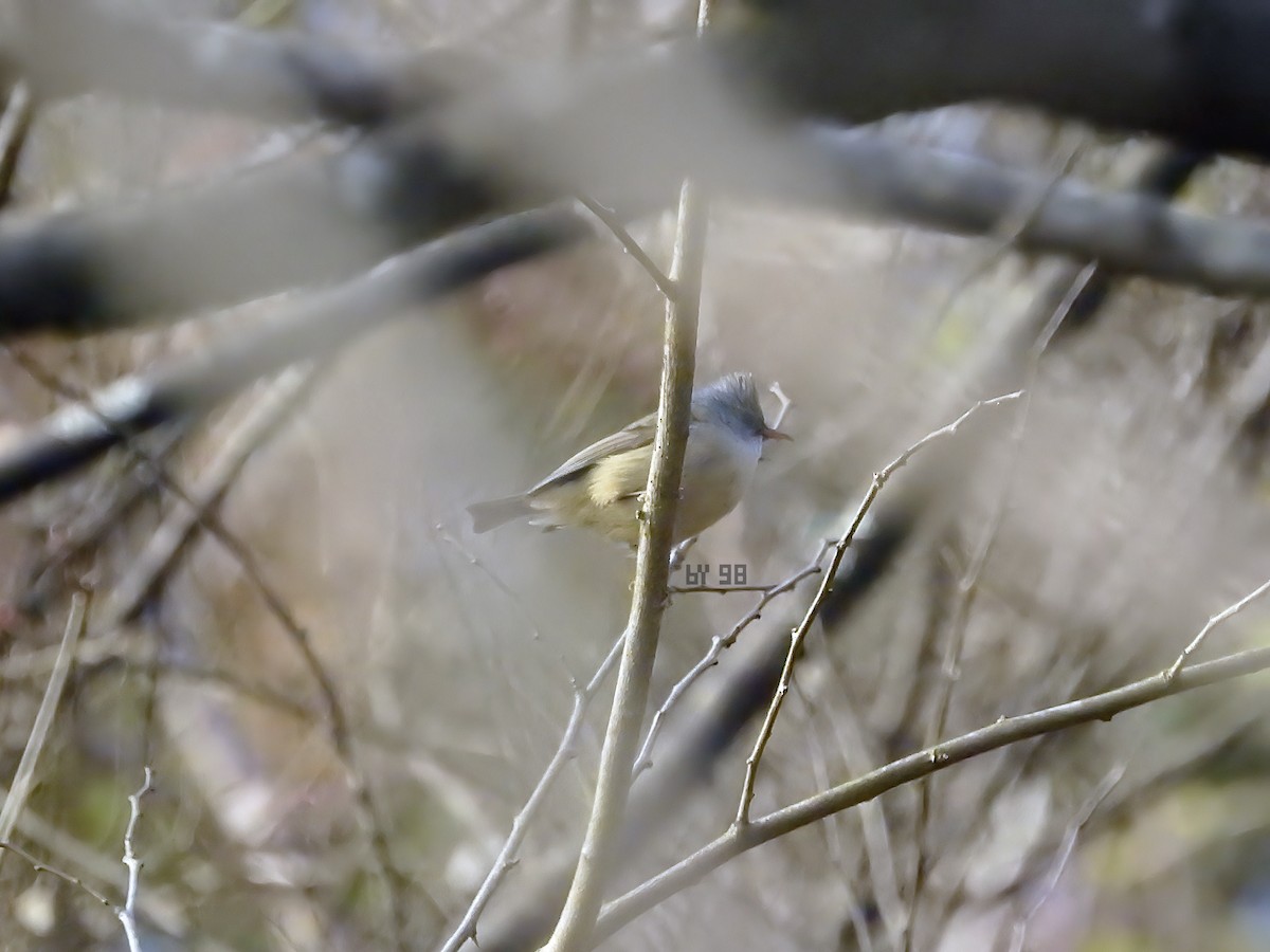 Black-chinned Yuhina - ML620127275