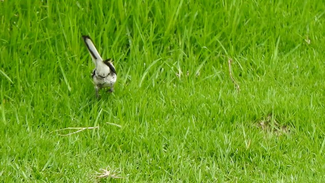 White-browed Wagtail - ML620127280