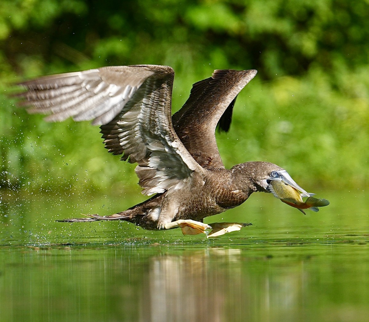 Brown Booby - ML620127287