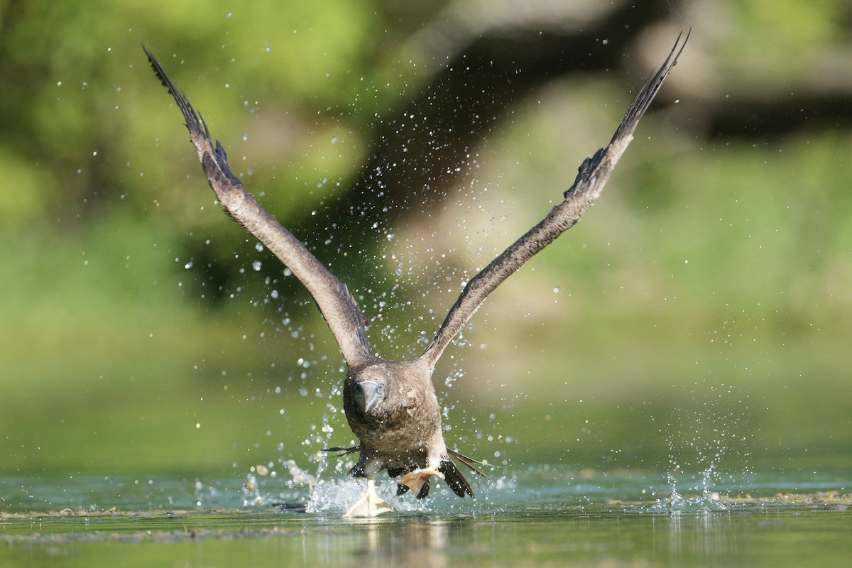 Brown Booby - ML620127288