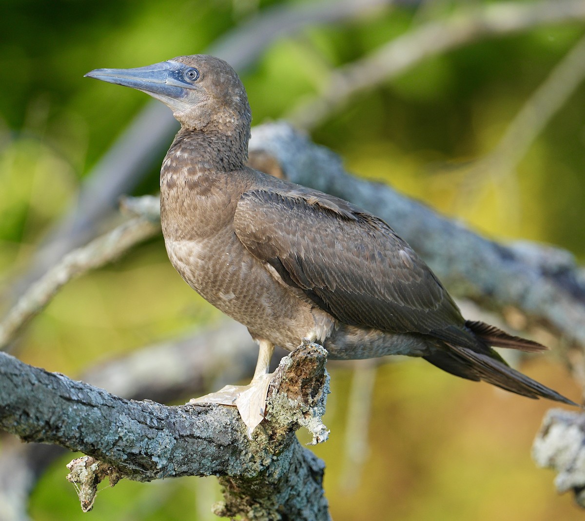 Brown Booby - ML620127289