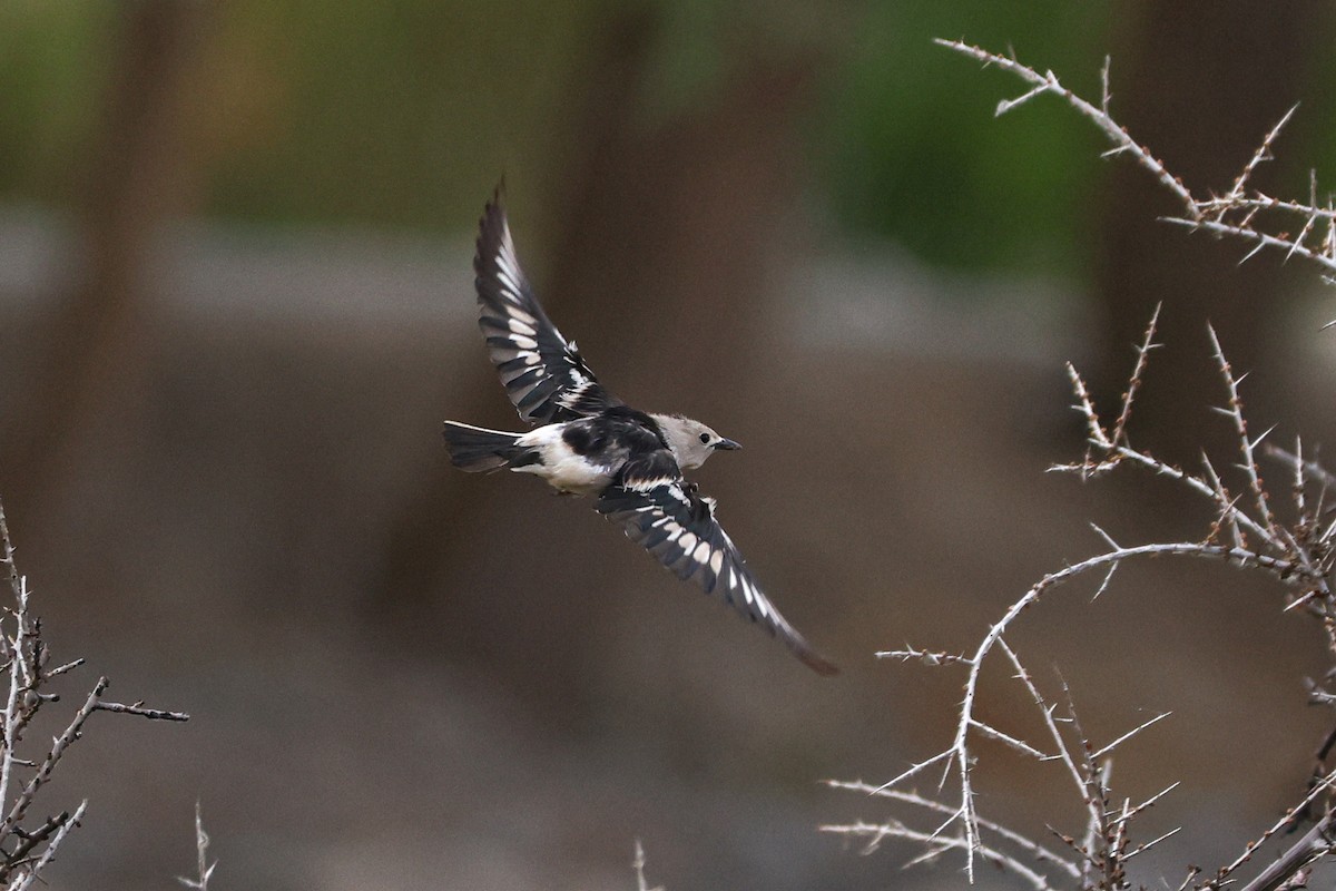 Daurian Starling - ML620127290