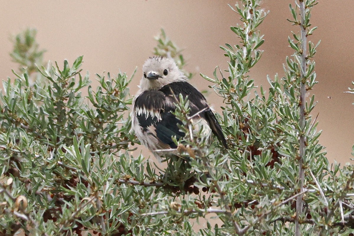 Daurian Starling - ML620127291