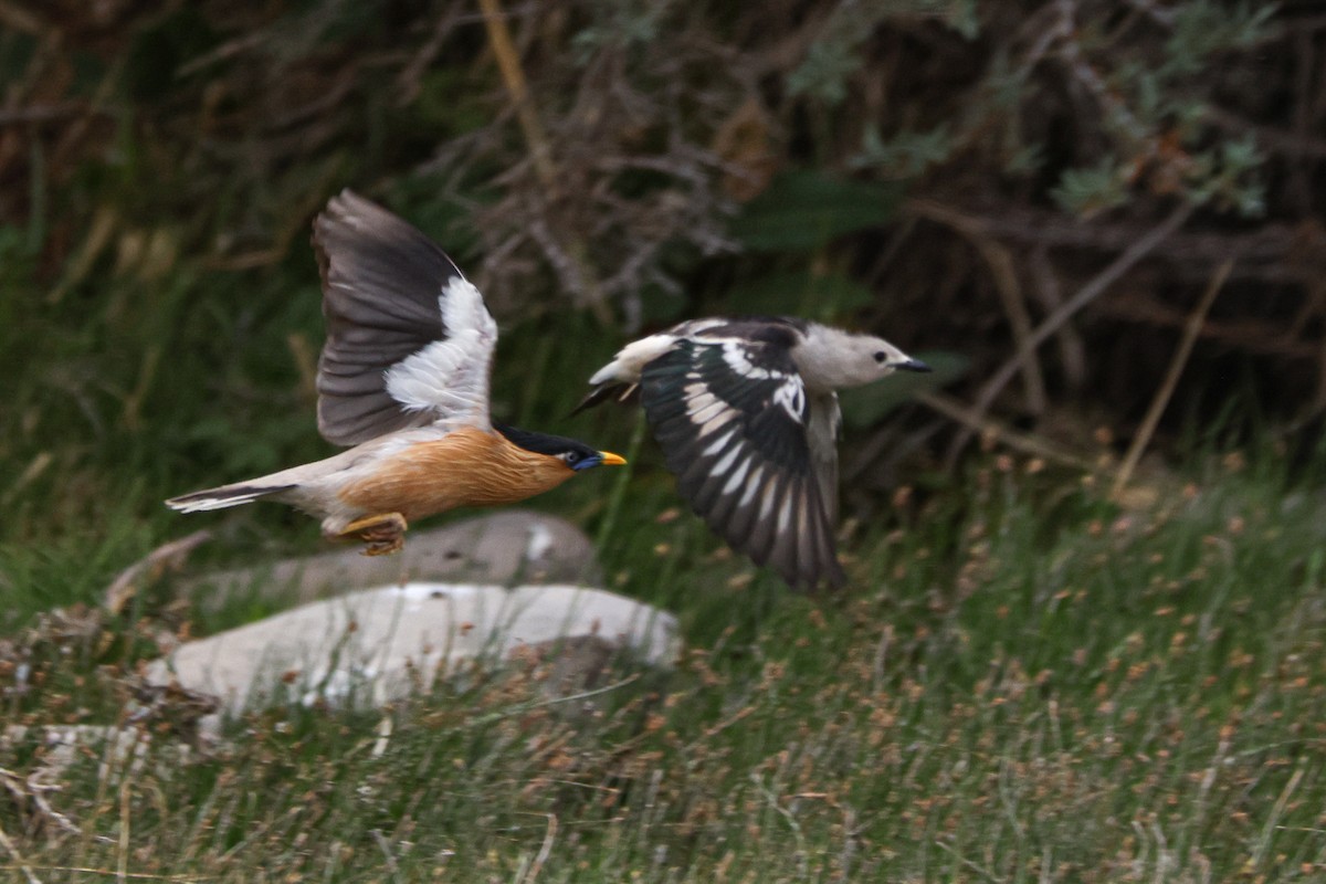 Daurian Starling - ML620127292