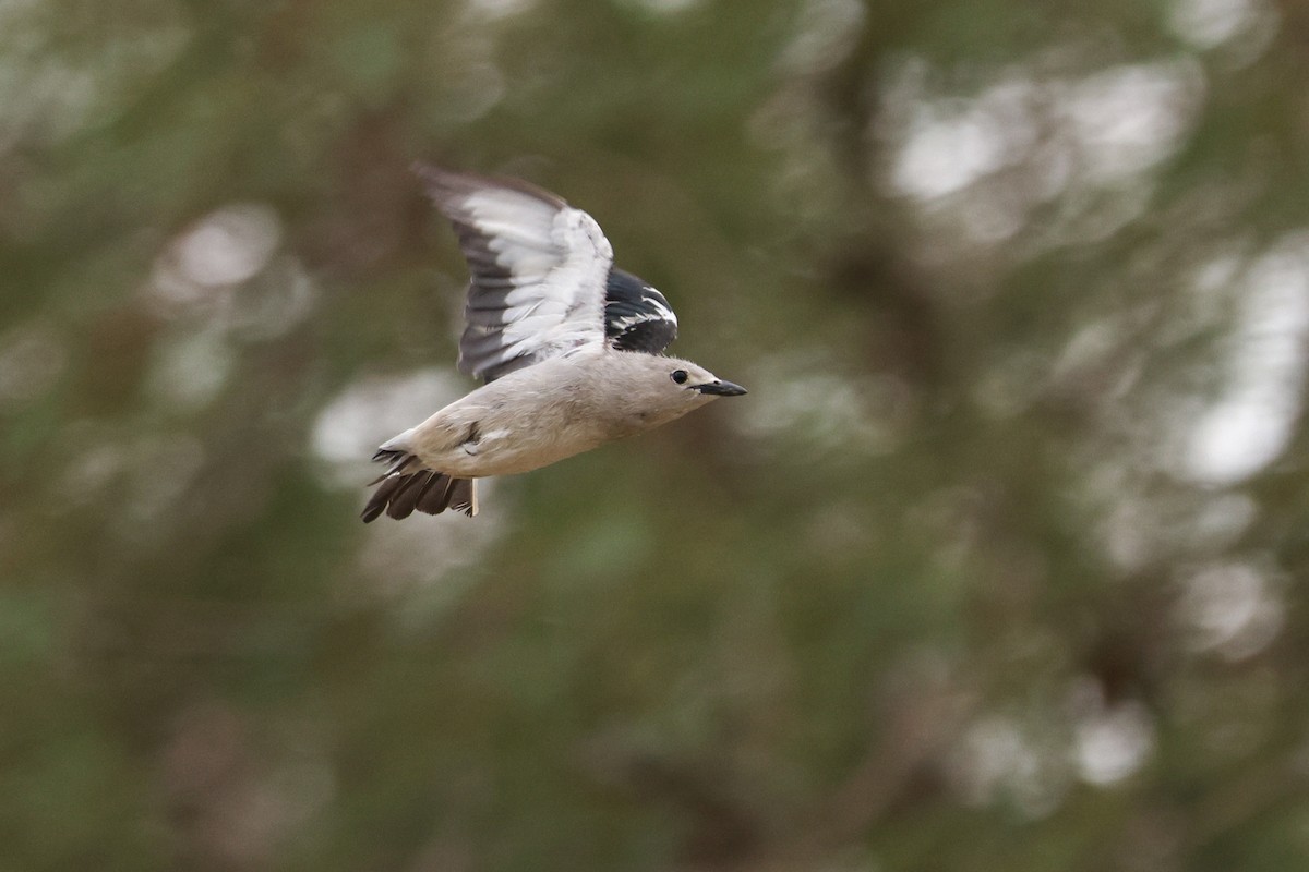 Daurian Starling - ML620127303