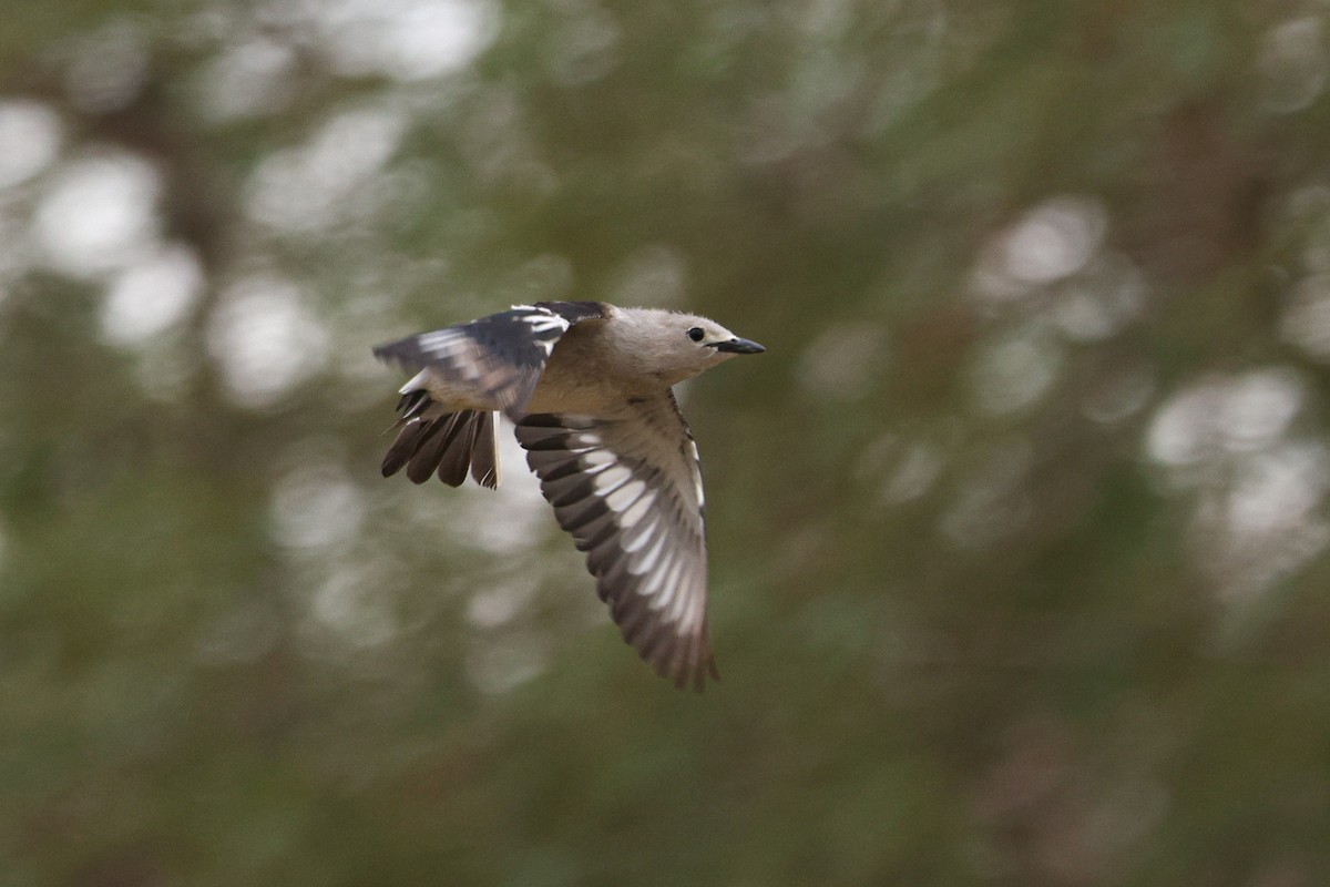 Daurian Starling - ML620127304