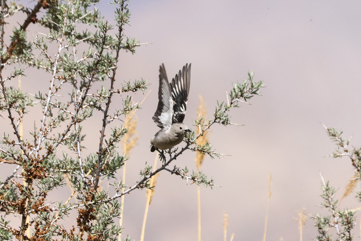 Daurian Starling - ML620127306