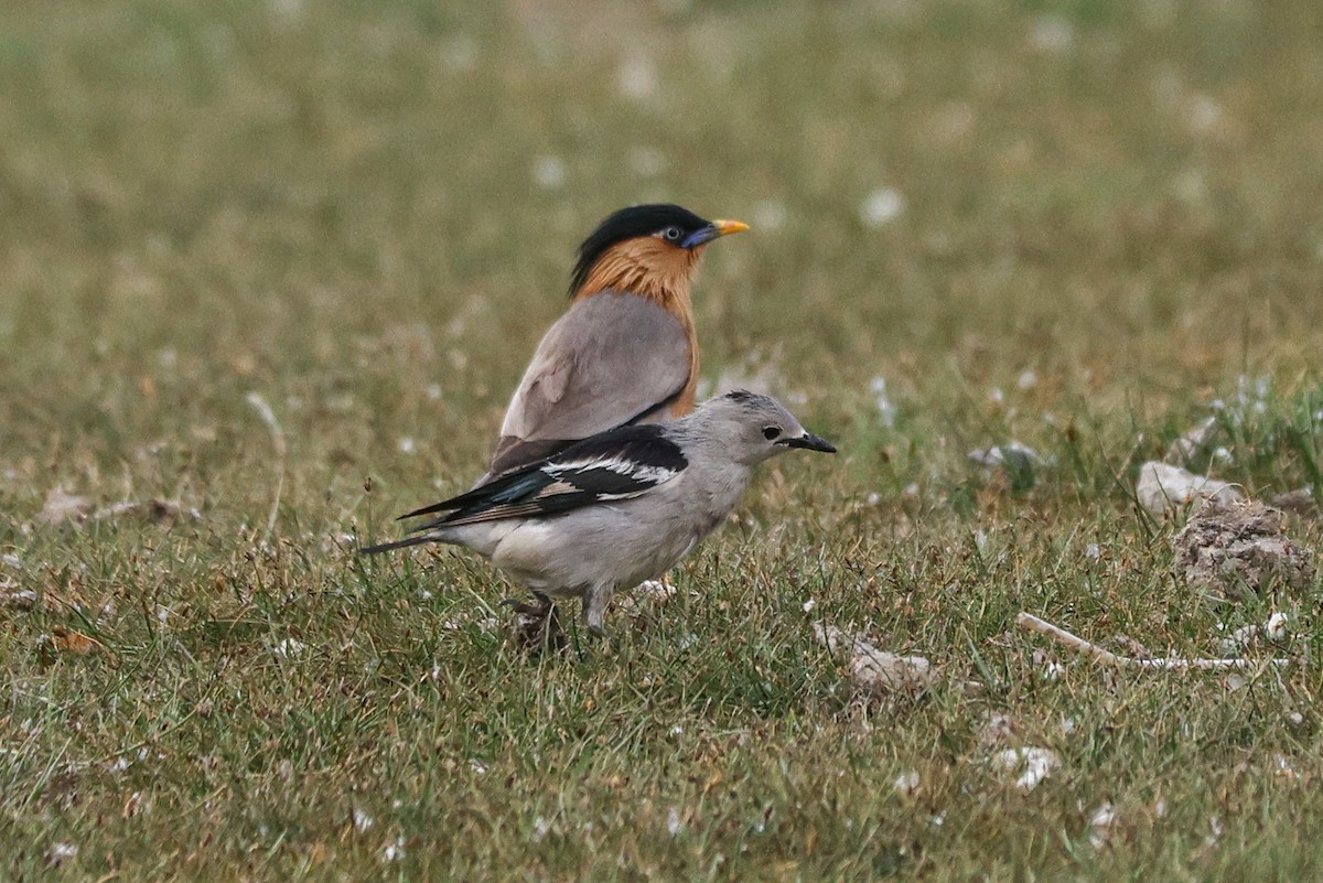 Daurian Starling - ML620127323