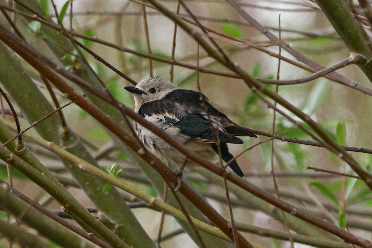 Daurian Starling - ML620127324