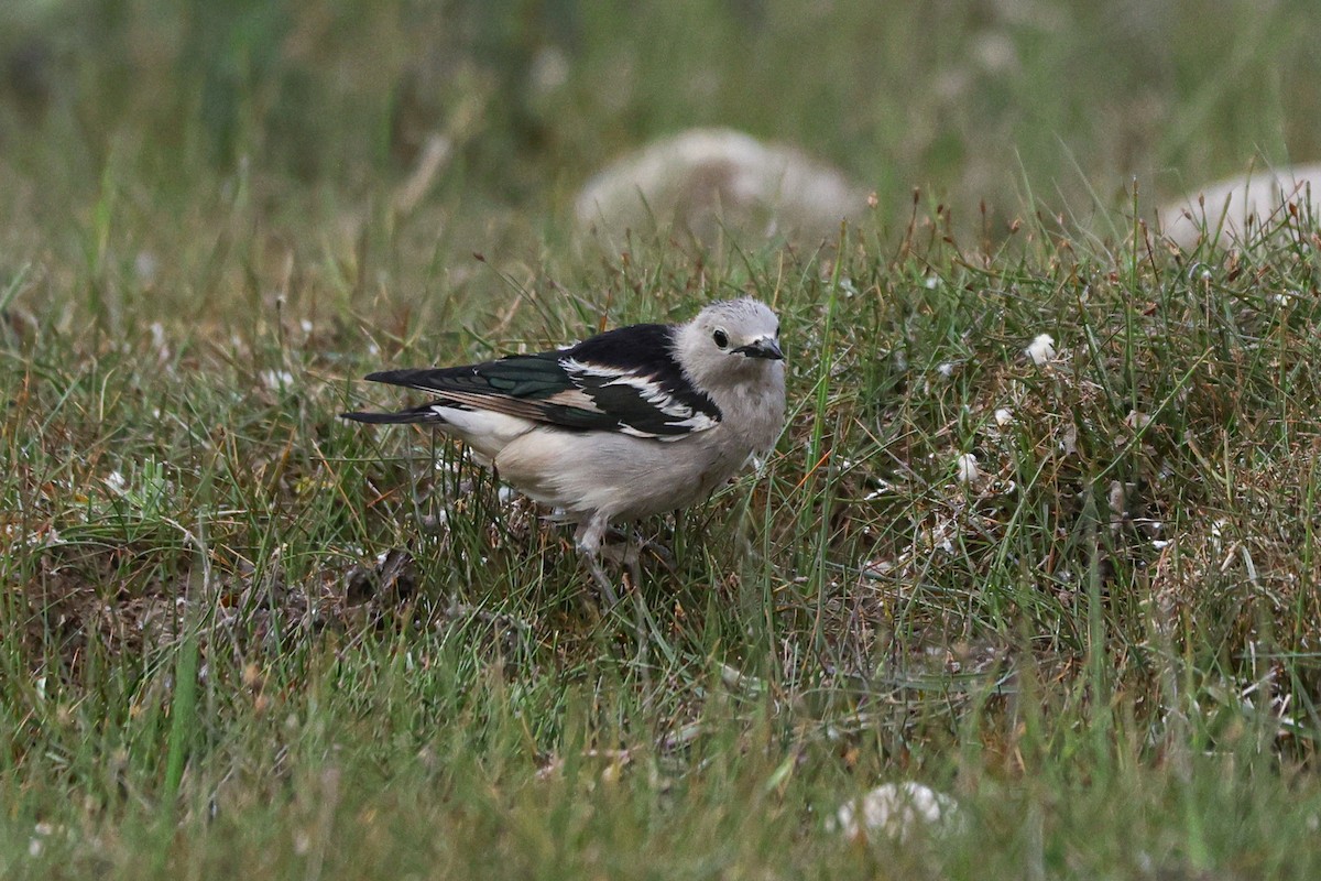 špaček mandžuský - ML620127325