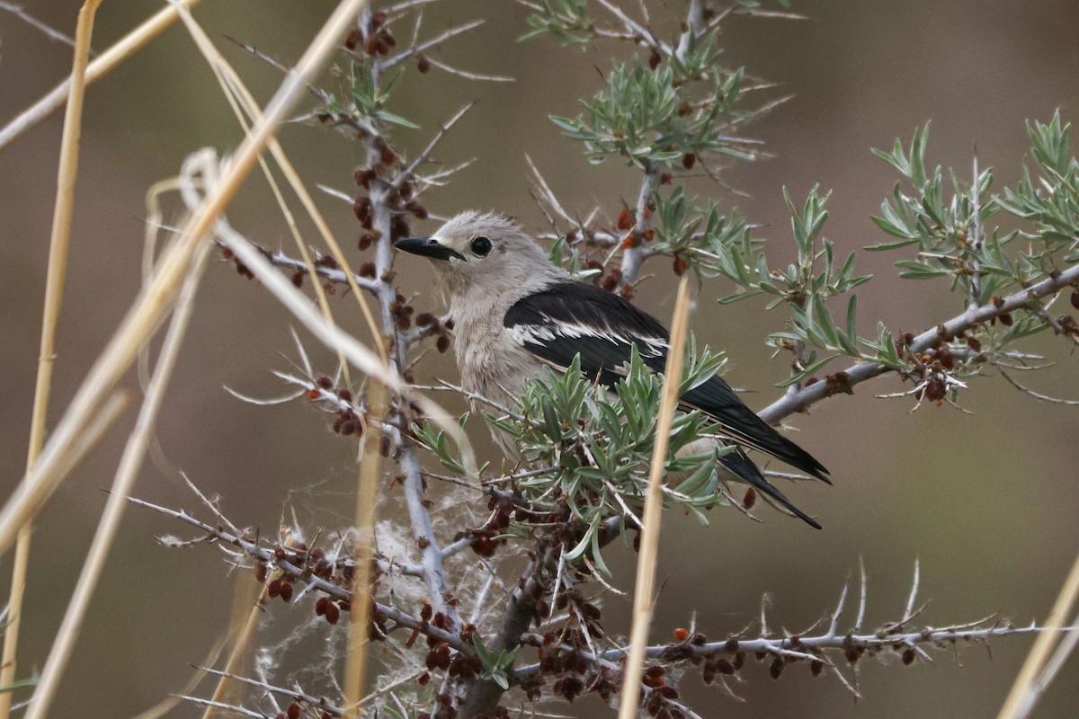 Daurian Starling - ML620127337