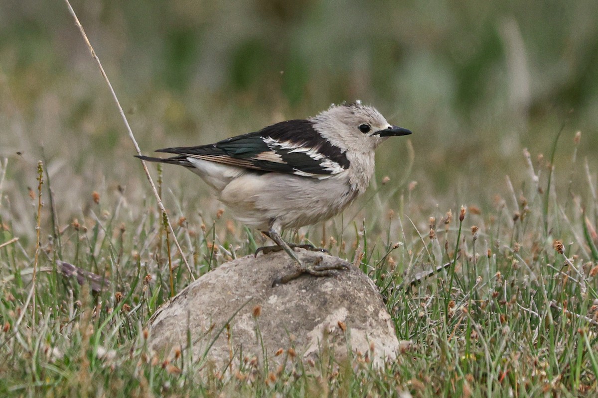 Daurian Starling - ML620127338