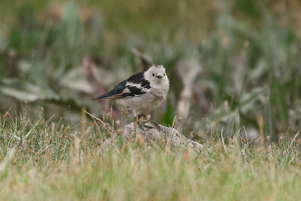 Daurian Starling - ML620127340