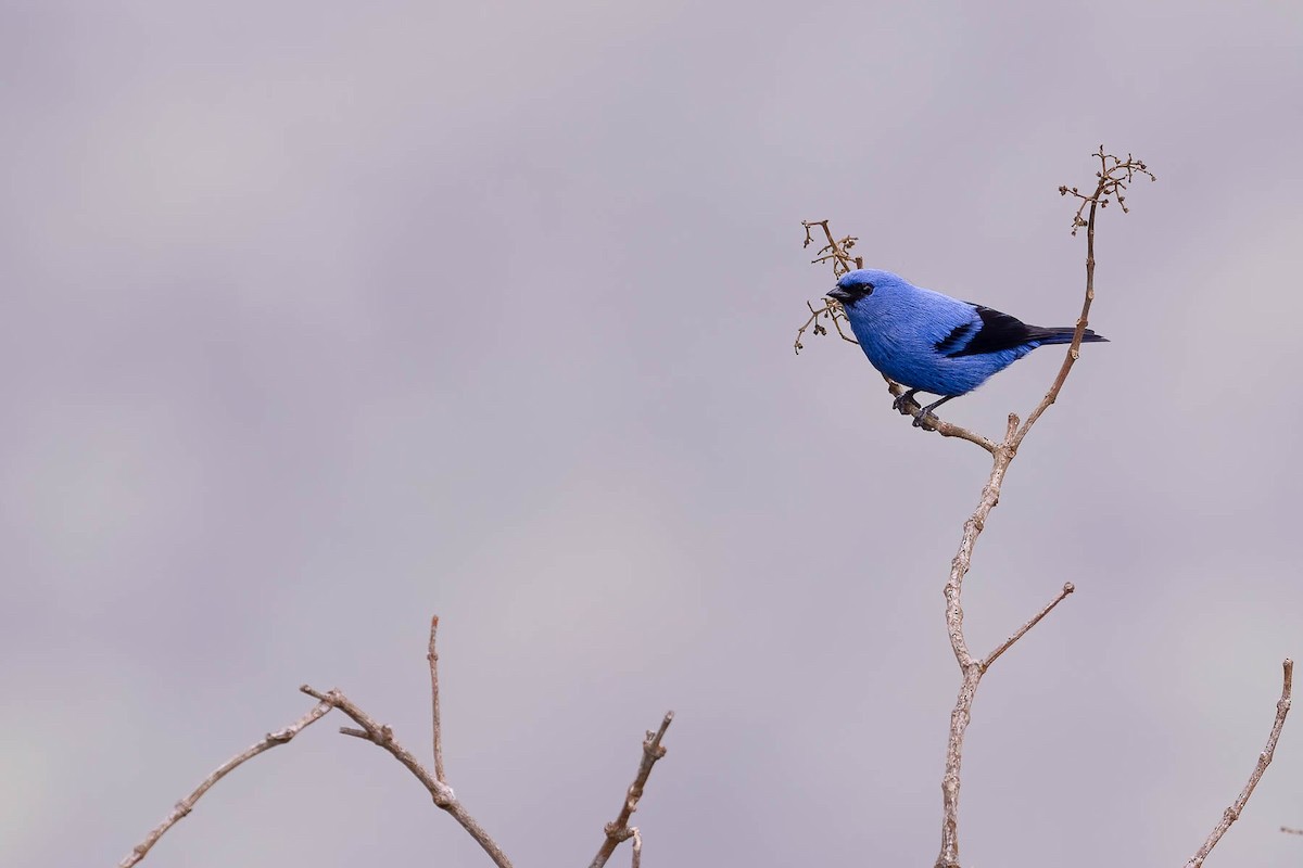 Blue-and-black Tanager (Blue-and-black) - ML620127343
