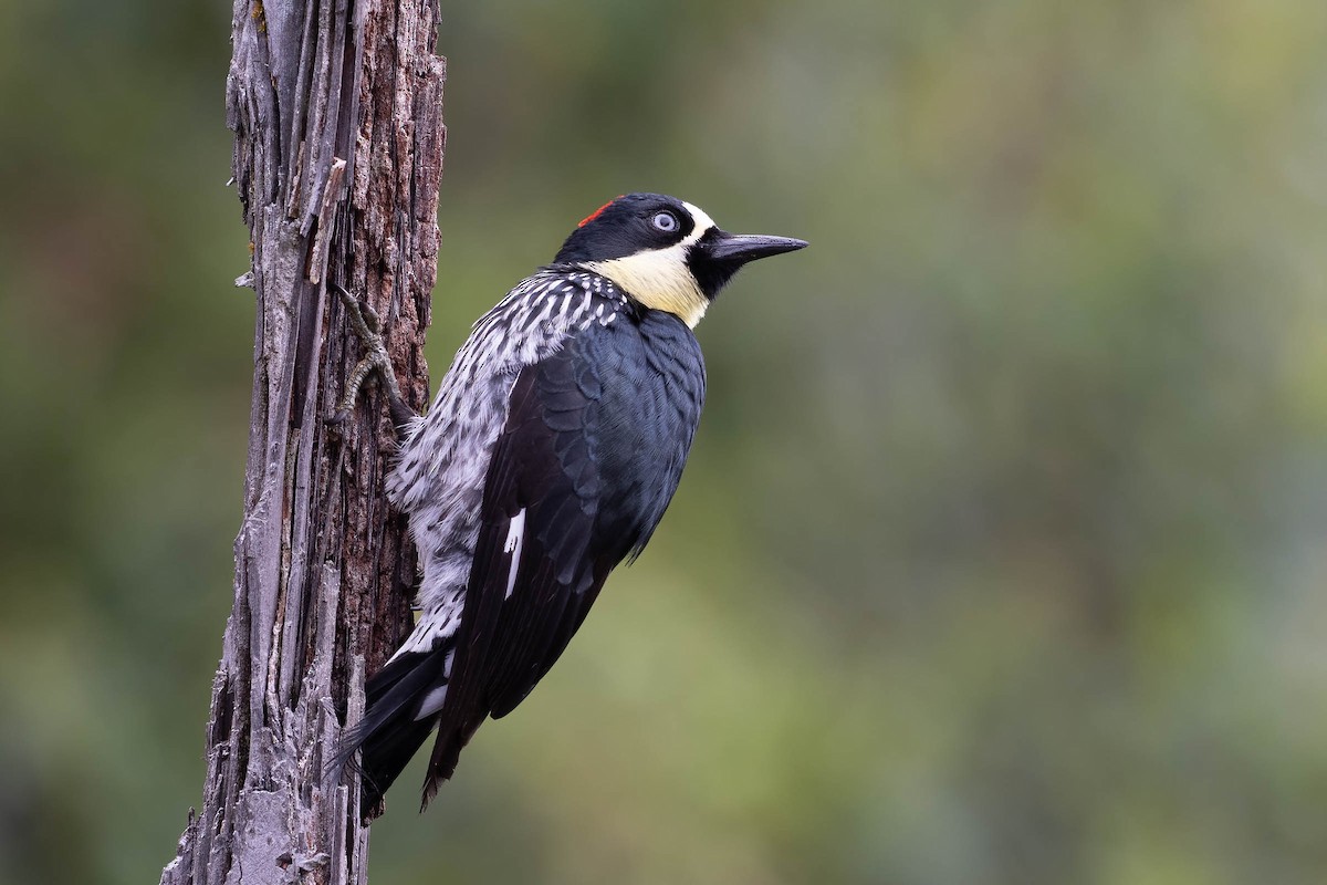 Acorn Woodpecker (Acorn) - ML620127345