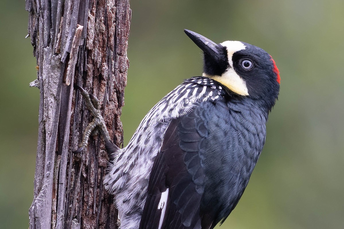 Acorn Woodpecker (Acorn) - ML620127346