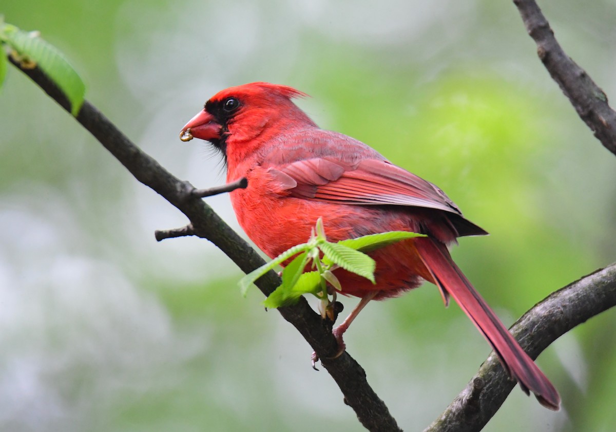 Cardinal rouge - ML620127348