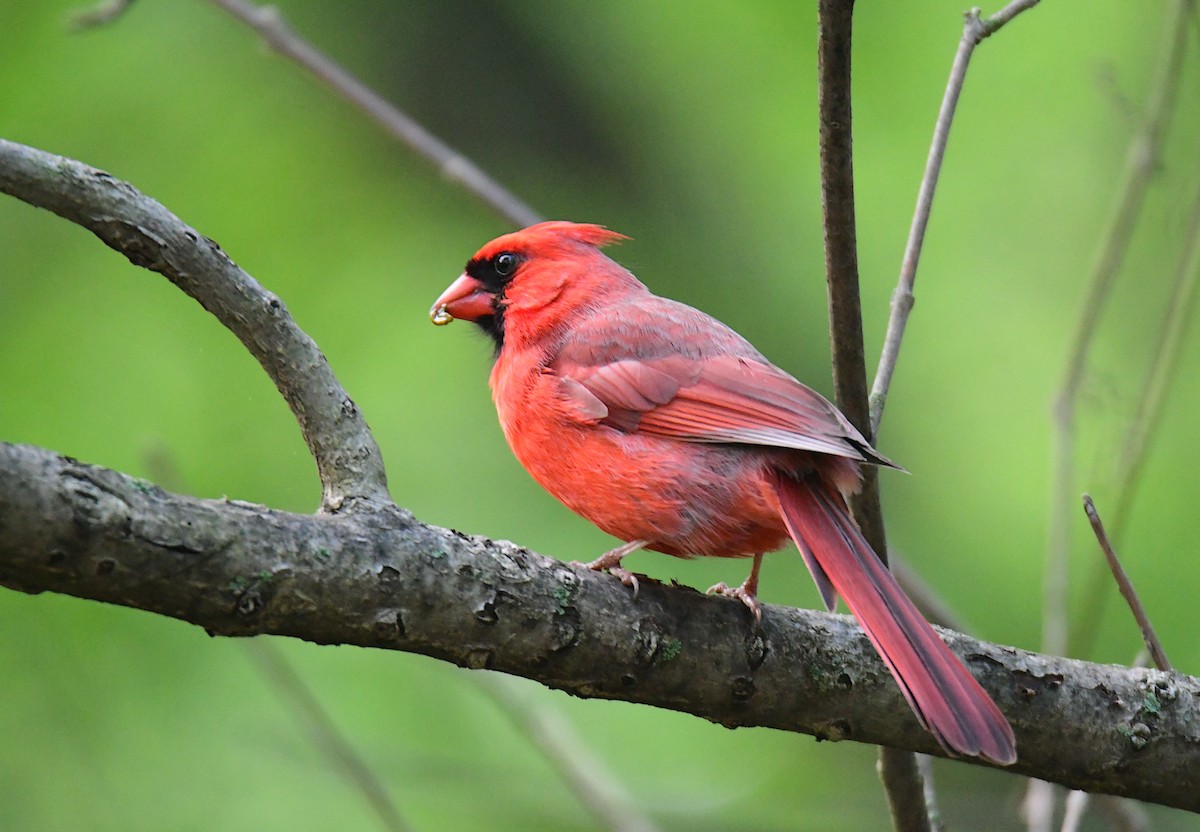 Cardinal rouge - ML620127349