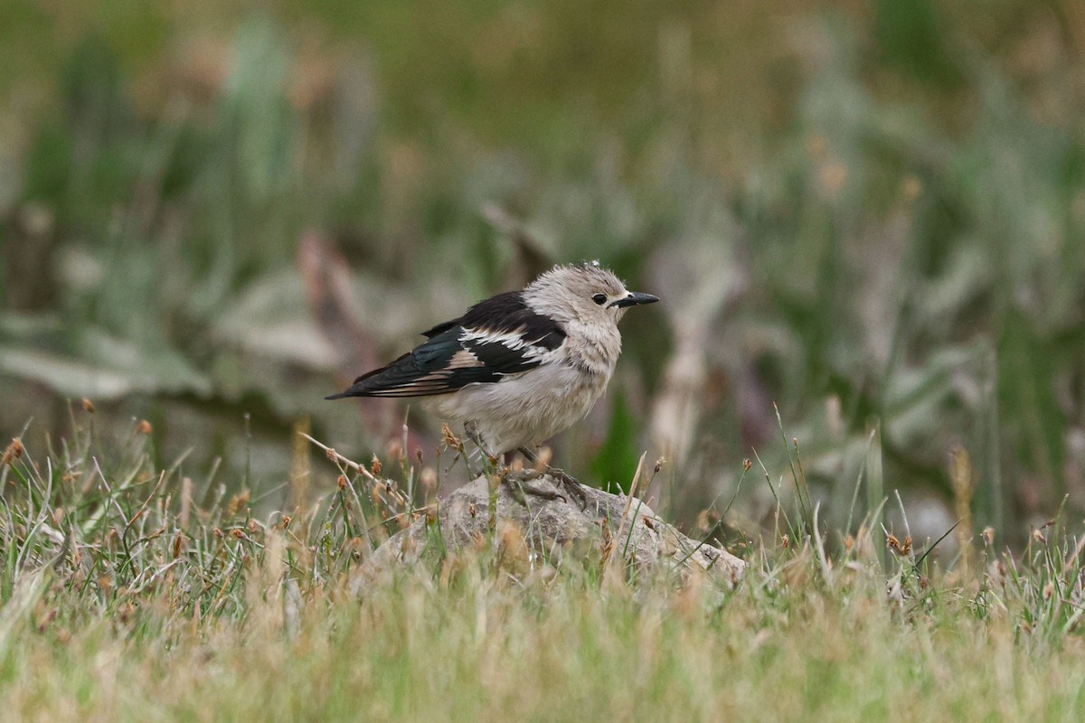 Daurian Starling - ML620127356