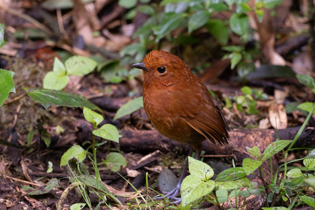 Chami Antpitta - ML620127368